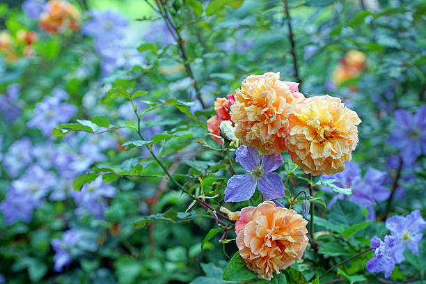 istock Clematis and climbing rose ‚Aloha‘ 587510846