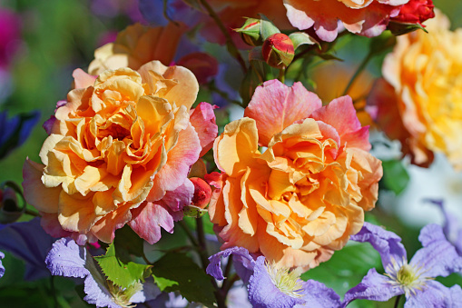 Climbing rose ‚Aloha‘ and clematis, Germany, Eifel.