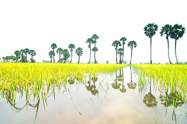 istock Beautiful peaceful landscape, Mekong Delta, Vietnam 587511436