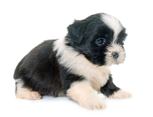 istock puppy shih tzu 587512052