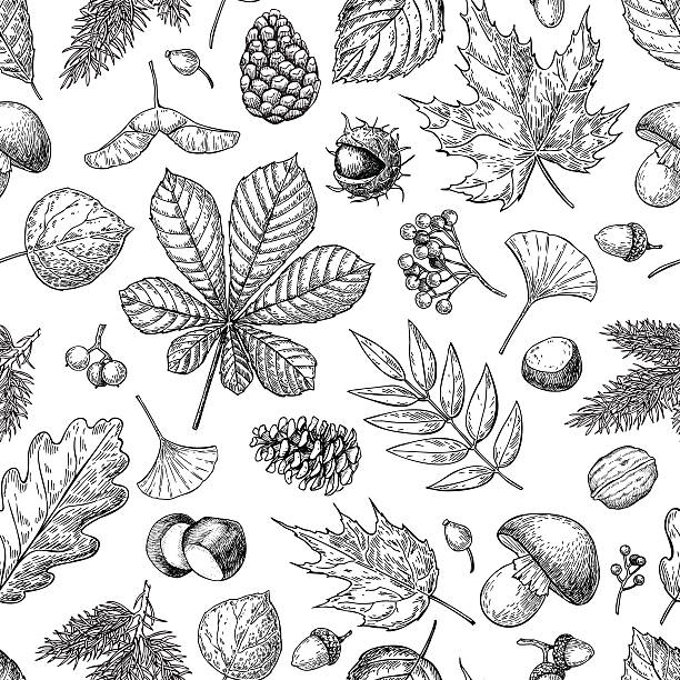 Autumn seamless vector pattern with leaves, berries, fir cones, Autumn seamless vector pattern with leaves, berries, fir cones, nuts, mushrooms and acorns. Detailed forest botanical background. Vintage fall seasonal decor. Oak, maple, chestnut leaf drawing. chestnuts stock illustrations