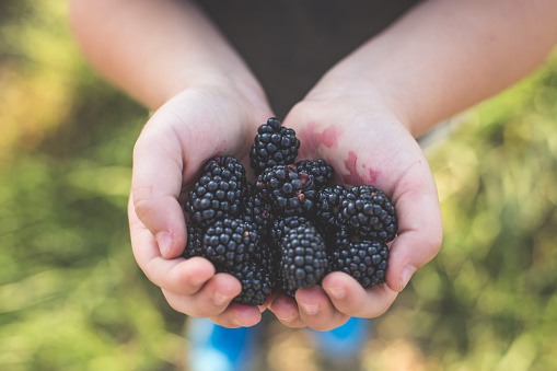 Boy holding blackberries in summer