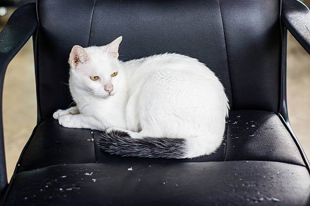 istock white cat on the office chair, soft focus. 587513238
