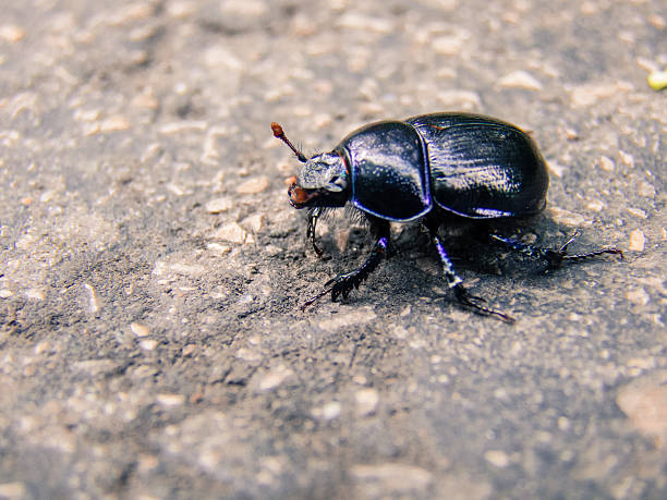 istock Dark Blue Dung Beetle on the Street 587514598