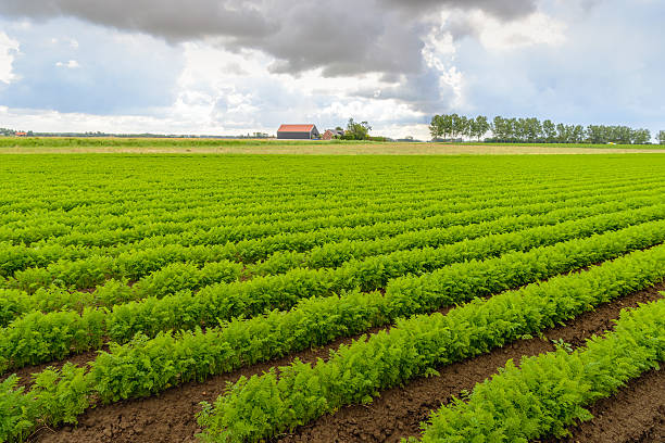 istock Threatening clouds above a Dutch field with carrot cultivation 587515006