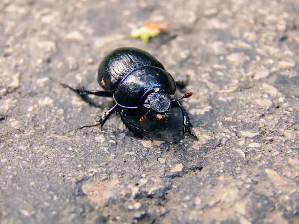 Dark blue dung beetle crossing the street.