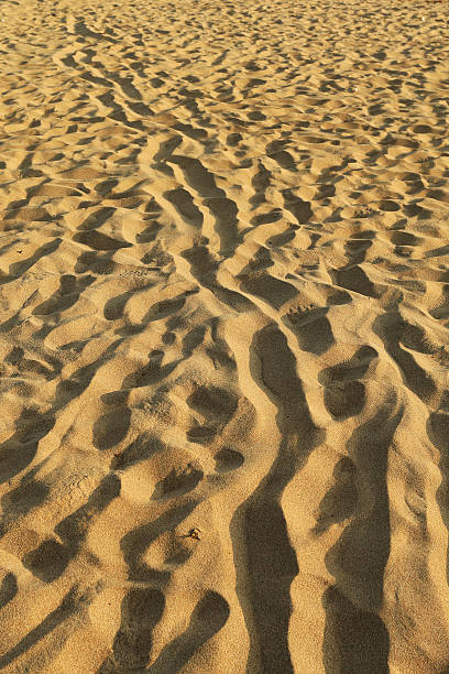deserto - majestic landscape arid climate beach foto e immagini stock