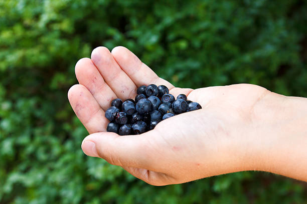 istock Freshly picked blueberries in child's hand. Leafy background. 587515484