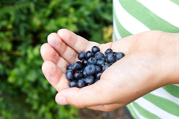 istock Freshly picked blueberries in child's hand. Leafy background. 587515658