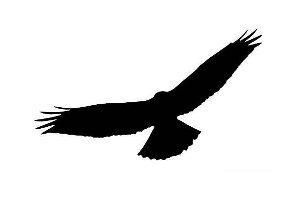 isloated buzzard bird of prey in flight silhouette white background buzzard bird of prey in flight islotaed on white stock pictures, royalty-free photos & images