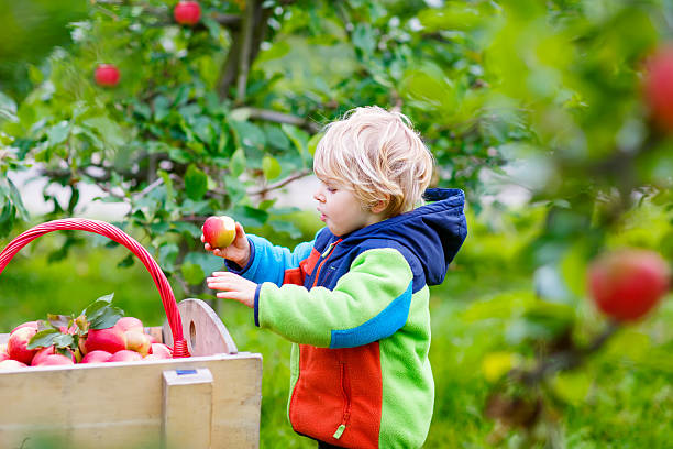 istock Little toddler boy picking red apples on farm 587516398