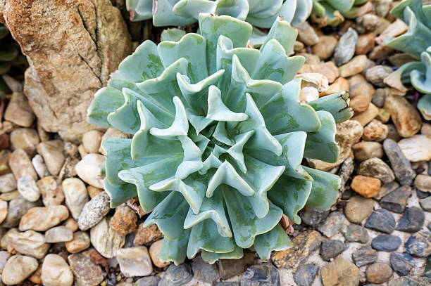 istock Succulent Cactus Plant in the Garden. 587516974
