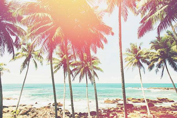istock Coconut trees and turquoise Indian Ocean 587519300