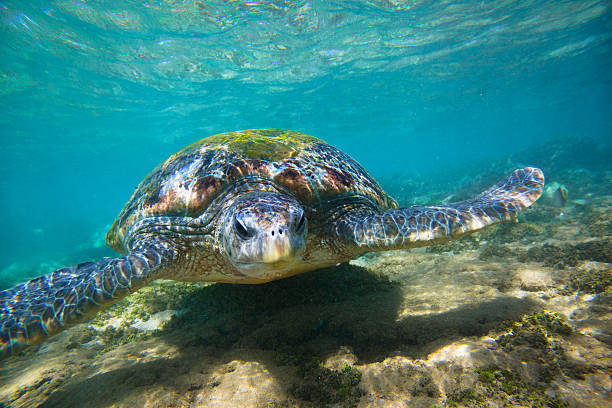 istock The green sea turtle (Chelonia mydas), Hikkaduwa. 587519620