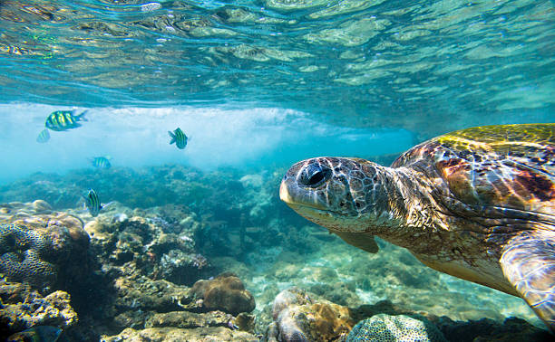istock The green sea turtle (Chelonia mydas), Hikkaduwa. 587519722