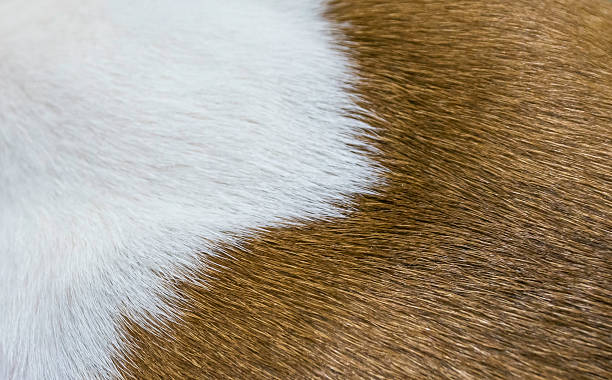 Two colors of dog fur background stock photo