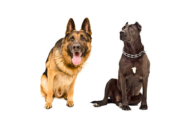 istock Curious German Shepherd and a Staffordshire terrier 587521258
