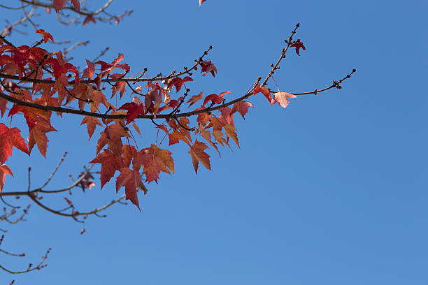 istock Autumn maple leaves on Blue sky Background 587521946