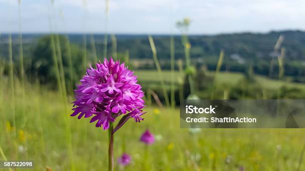 Pyramidal Orchid Flower On Chalkhill Downs Stock Photo - Download Image Now