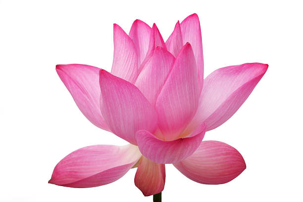 istock lotus flower isolated on white background. 587522516