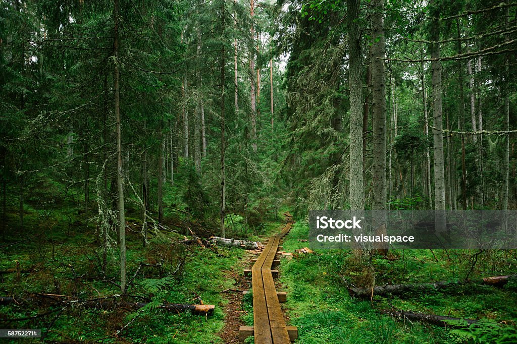 Path In the Forest Wooden path in wild forest. Estonia Stock Photo