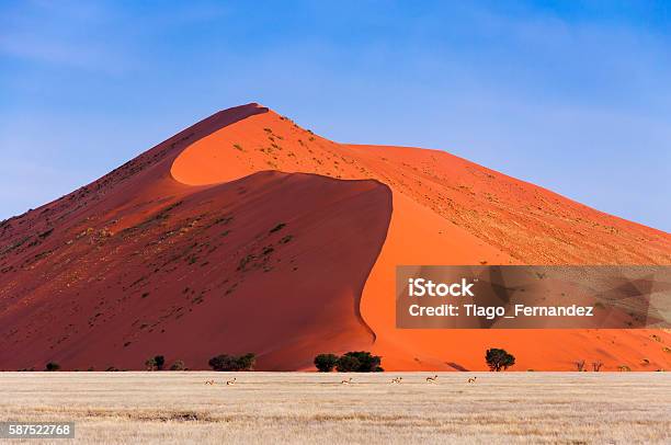Springbok Vor Einer Roten Düne In Sossusvlei Stockfoto und mehr Bilder von Sossusvlei - Sossusvlei, Namib, Namibia