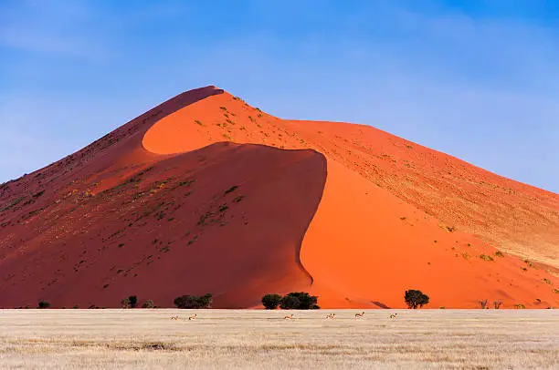 Herd of Springbok passing in front of a red dune in Sossusvlei, Namibia; Concept for traveling in Africa and Safari