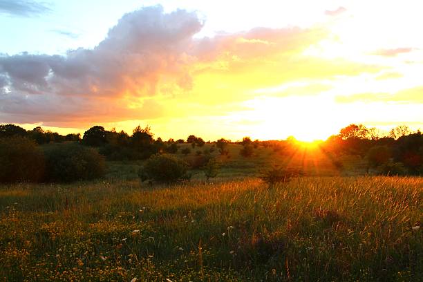 Sunset over floral meadow
