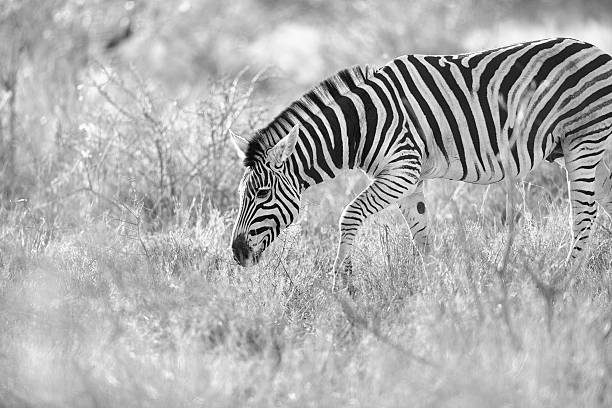 istock Zebra in the kruger national park 587523884