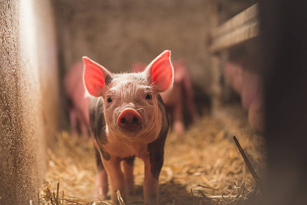 istock little baby pig looking at camera 587524412