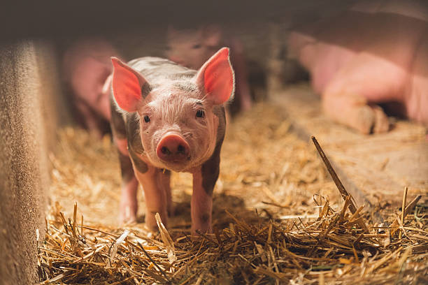 istock little baby pig looking at camera 587524718