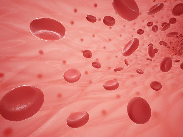 Human vessel with erythrocyte Inside space of empty healthy human anatomical vessel with red blood cells - erythrocytes and endothelium cells, 3d rendering endothelial stock pictures, royalty-free photos & images