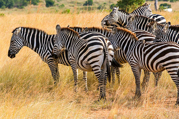 istock Zebras at Savannah with safari Vehicle 587525700