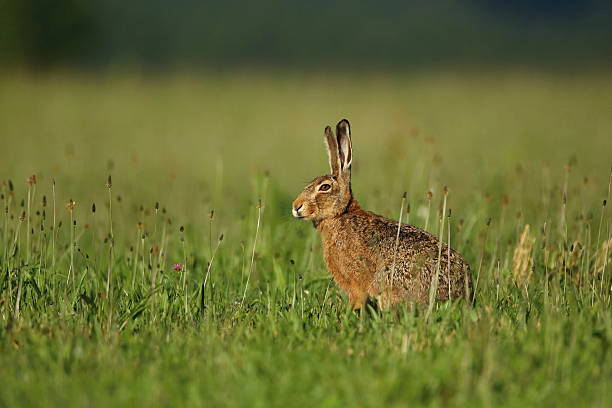 istock hare in the beautiful light on green grassland 587525920