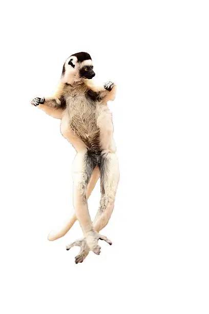 Photo of Sifaka, Propithecus verreauxi, Madagascar's lemur dancing isolated on white background