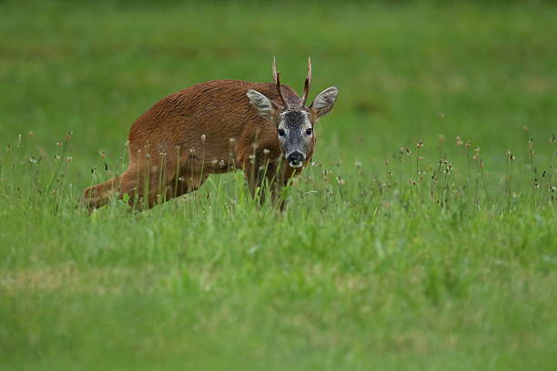 istock Roe deer male on the magical green grassland 587526078