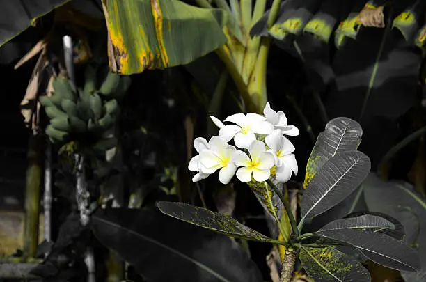 white tropical Plumeria obtusa flower blossom, closeup