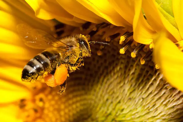Photo of Flying european honey bee
