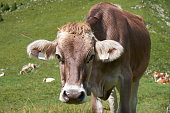 kuh-auf-almen.jpg?b=1&s=170x170&k=20&c=cE3HWGq6gZTlIGQKngiZzaAbWq-ORhIh2uXeOzqG5mo=