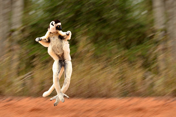 Blurred motion of Sifaka, Propithecus verreauxi, lemur of Madagascar jumping stock photo