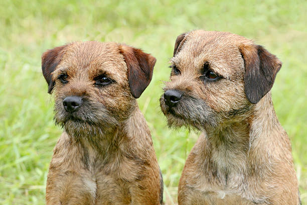 Typical  Two Border Terriers in the park Two Border Terriers  in the spring garden border terrier stock pictures, royalty-free photos & images