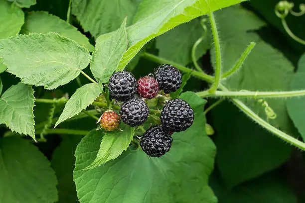 Bunch of black raspberry (Rubus occidentalis) ripening on the branch in the garden. Close up, selective focus