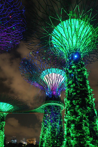 Singapore, Singapore - March 2, 2016: Supertree grove in Gardens by the Bay in Singapore center. It is a music and light show when trees are illuminated by different colors