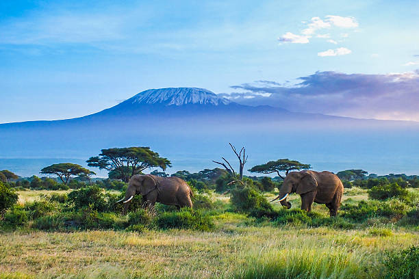 elefanten und kilimandscharo - tanzania stock-fotos und bilder