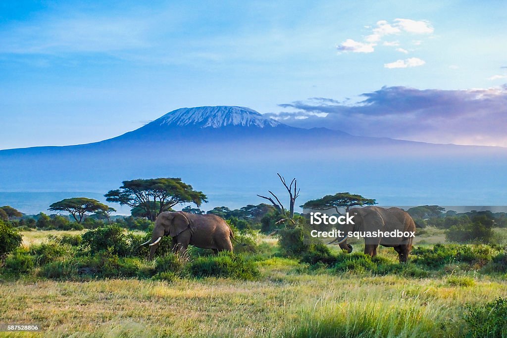 象とキリマンジャロ - タンザニアのロイヤリティフリーストックフォト