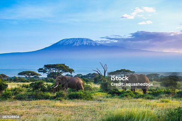 象とキリマンジャロ - タンザニアのストックフォトや画像を多数ご用意 - タンザニア, キリマンジャロ山, アフリカ