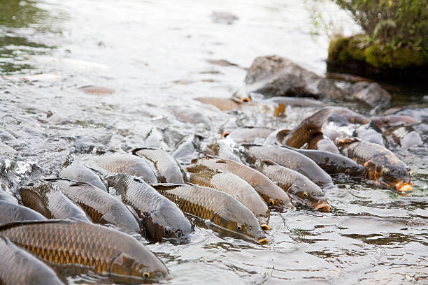 Rush crowded of carp Rush crowded of carp carp stock pictures, royalty-free photos & images