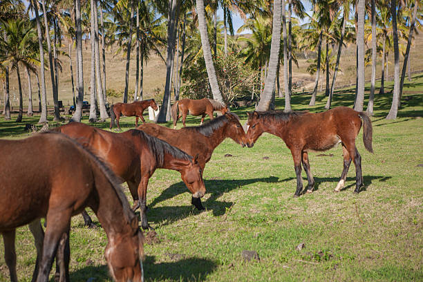 istock Horses between palm trees on Easter Island, Chile 587530040