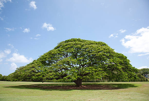árvore monkeypod - saman tree - fotografias e filmes do acervo