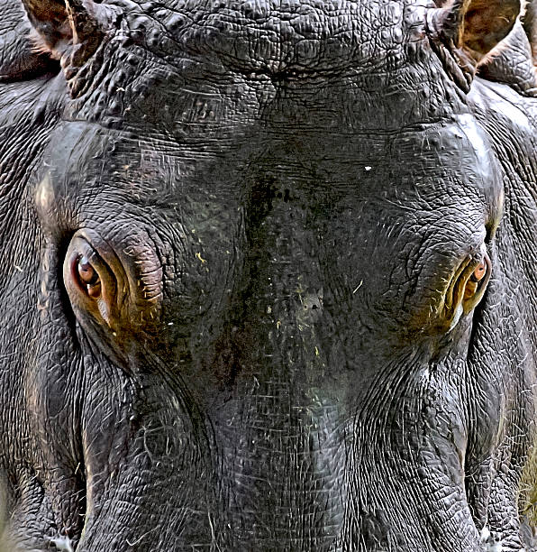 face of a big hippopotamus